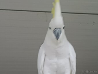 Kakadu Žlutočečelaty - 3