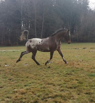 Kříženec valach AphXA1/1 - 3