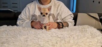 Čivava s PP , fešanda 😊 - 3