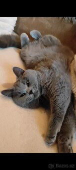 Britské kotě, britská koťátka - 3