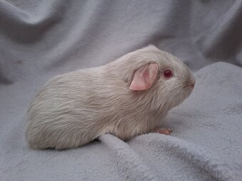 Sameček morčátko - 3