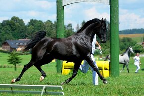 shagya arab - inseminace 2026 - 3