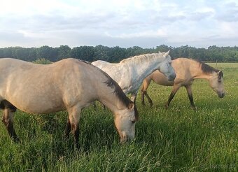 Kobylka na rekreaci - 3