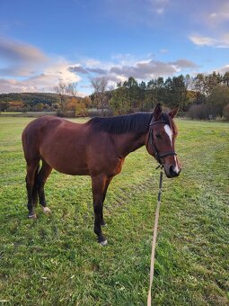 8letá perspektivní klisna - 3