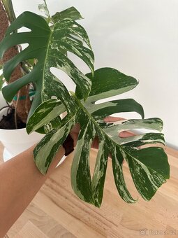 Monstera Albo variegata "Panašovaná'' - 3