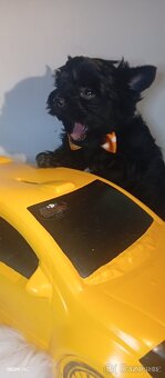 Jorkšírský teriér,Black,Merle,Biewer - 3