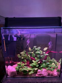 Akvária - 3
