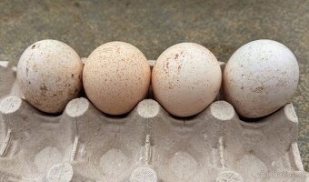 Krůtí násadová vajíčka - 3