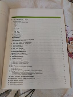 Sobottův atlas anatomie člověka - tabulky svalů, kloubů a ne - 3