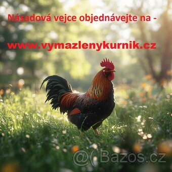 Bielefeldka, násadová vejce + kuřátka - 3