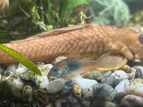 Pancéřníček Venezuela orange - Corydoras venezuelanus orange - 3