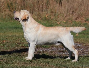 Špičková žlutá štěňata labradorského retrívra - 3