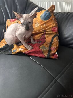 Kanadský Sphynx s průkazem původu - 3