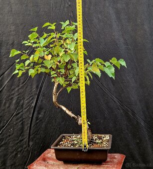Bonsai, Bonsaj -Briza belokora 2 - 3