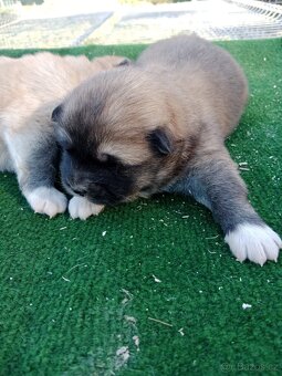 Akita inu - 3