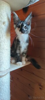 Mainská mývalí koťátka s PP - 3