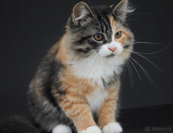 sibiřská koťata s PP - 3