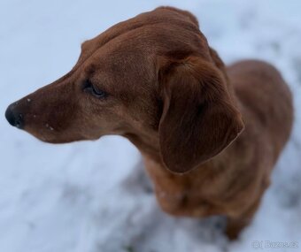 Nabízíme jezevčíka bez PP ke krytí - 3