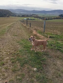 Americký stafordšírský teriér - 3