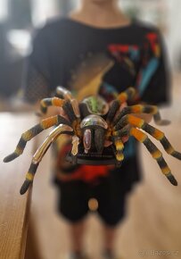 4D model Tarantule - 3