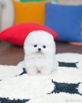 Krasne pomeranian štěňata - 3