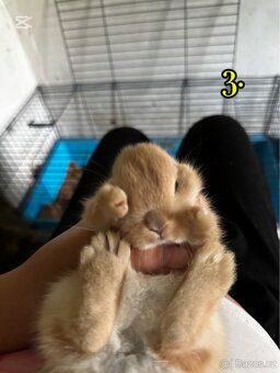 Prodej králíčků 💕 - 3
