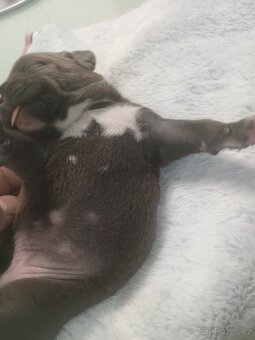 Na prodej amstaff štěňata - 3