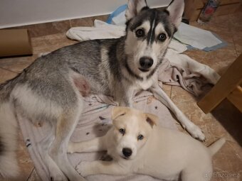 Štěně Husky - 3