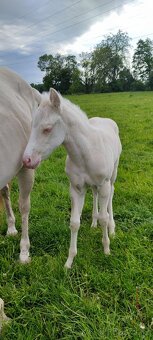 Cremello klisnička s odznaky s reining/cutting původem - 3