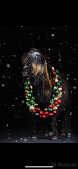 shetland pony - 3