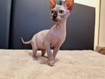 Sphynx koťata - 3