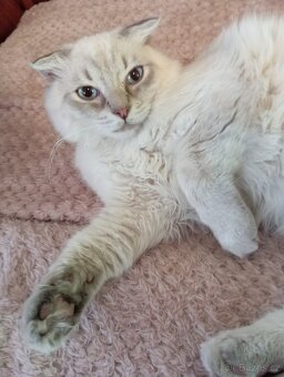 Kotě kluk skotská klapouchá kočka. - 3