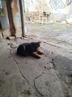 Štěňátko Německého ovčáka - 3