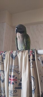 Alexandr čínský 4/2025 - 3