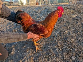 kohout Hempšír - 3