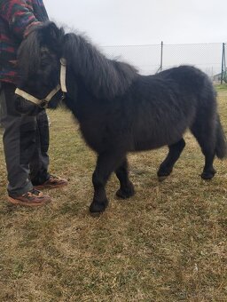 Hřebecek  pony - 3