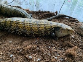 Pár Tiliqua Gigas (Scink obrovský) - 3