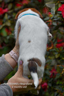 Jack Russell teriér  - pejsek - JIŽ K ODBĚRU - 3