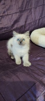 Ragdoll kočička bez PP - 3