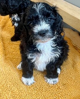 Maltipoo - 3