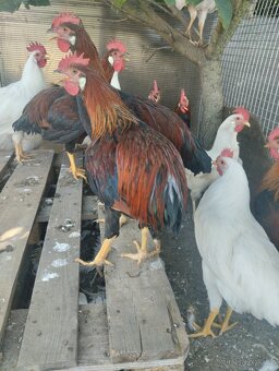 Kohouti Vlašky koroptví a Leghorn - 3