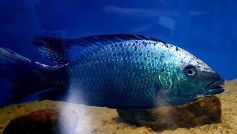 Malawi ... Fossorochromis rostratus vel. 6-8cm - 3