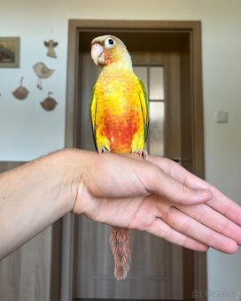 Pyrura zelenolící - ručně dokrmená mláďata - 3