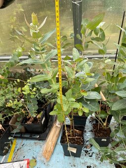 Prodej Eukalyptů - 3