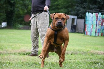 Pes ke krytí americký bandog - 3