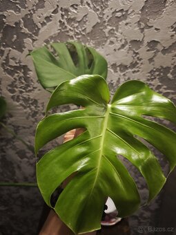 Monstera Deliciosa - 3