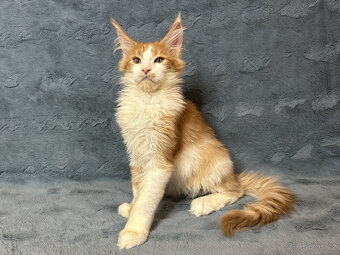 Kocourek s PP - Mainská mývalí - 3