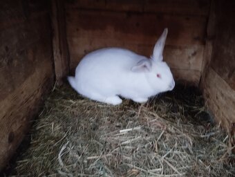 Prodej králíků - 3