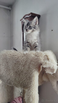 Dlouhosrstá koťátka - 3