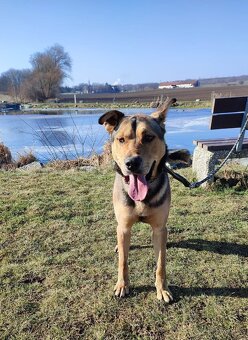 Kříženec husky  hledá domov - 3